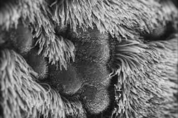Cilia By sEM
