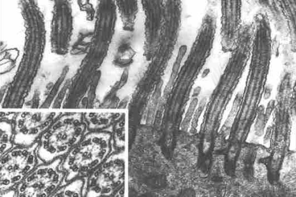 Cilia By tEM