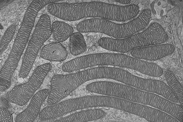 Mitochondria