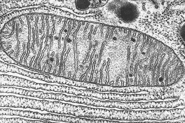 Mitochondrion1