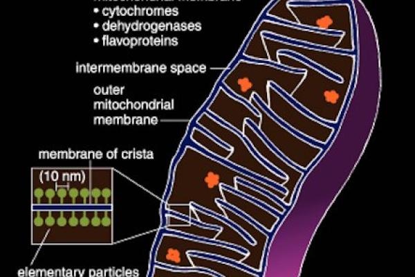 Mitochondrion