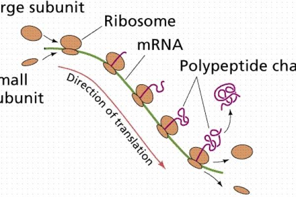 Ribosome Protein Synthesis