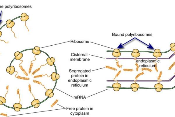 Ribosomes