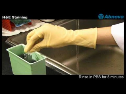 H&E Staining