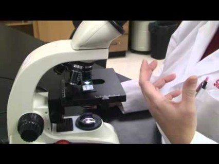 How to Use the Light Microscope
step by step instructions